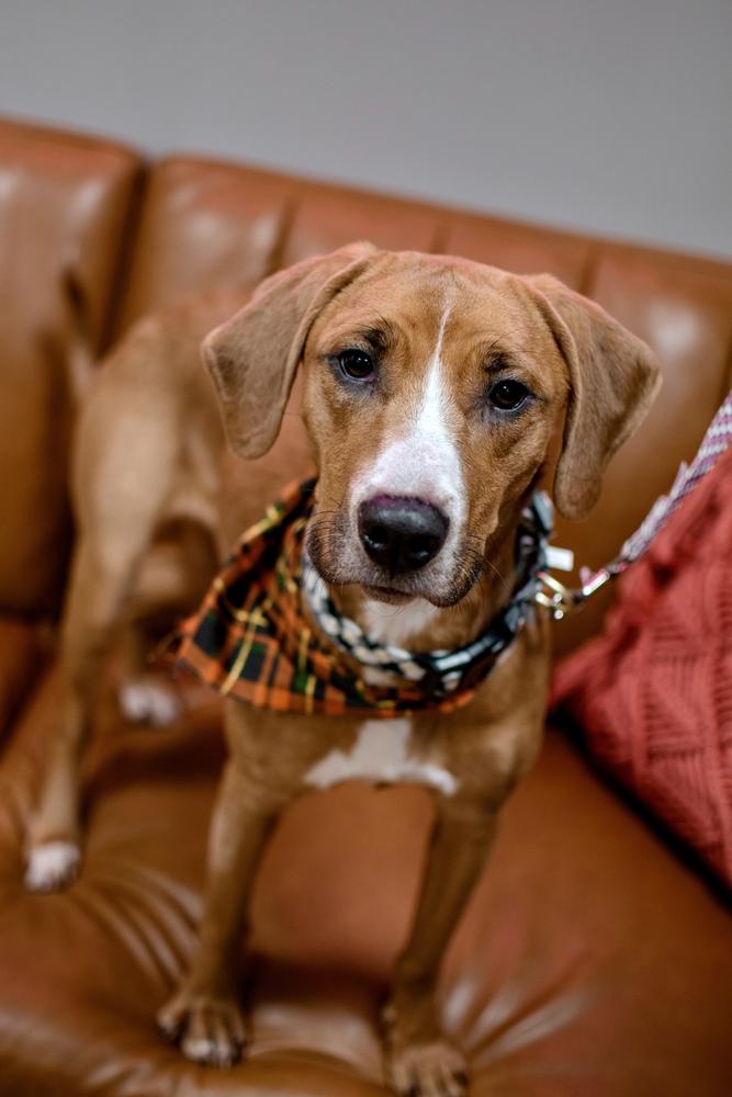 Enlarge Daisy, a Adoptable Hound in Frankfort, NY image 2/3