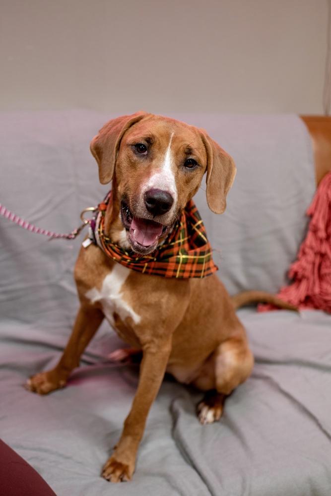 Enlarge Daisy, a Adoptable Hound in Frankfort, NY image 3/3