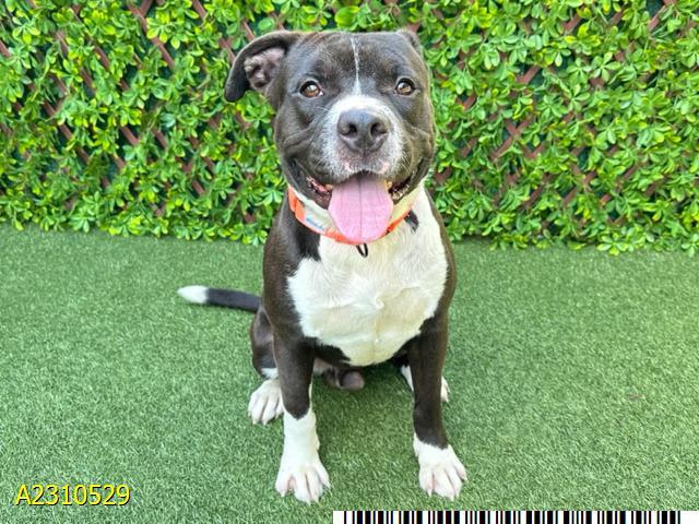 PLINKO, Adoptable, Young Male Mixed Breed.