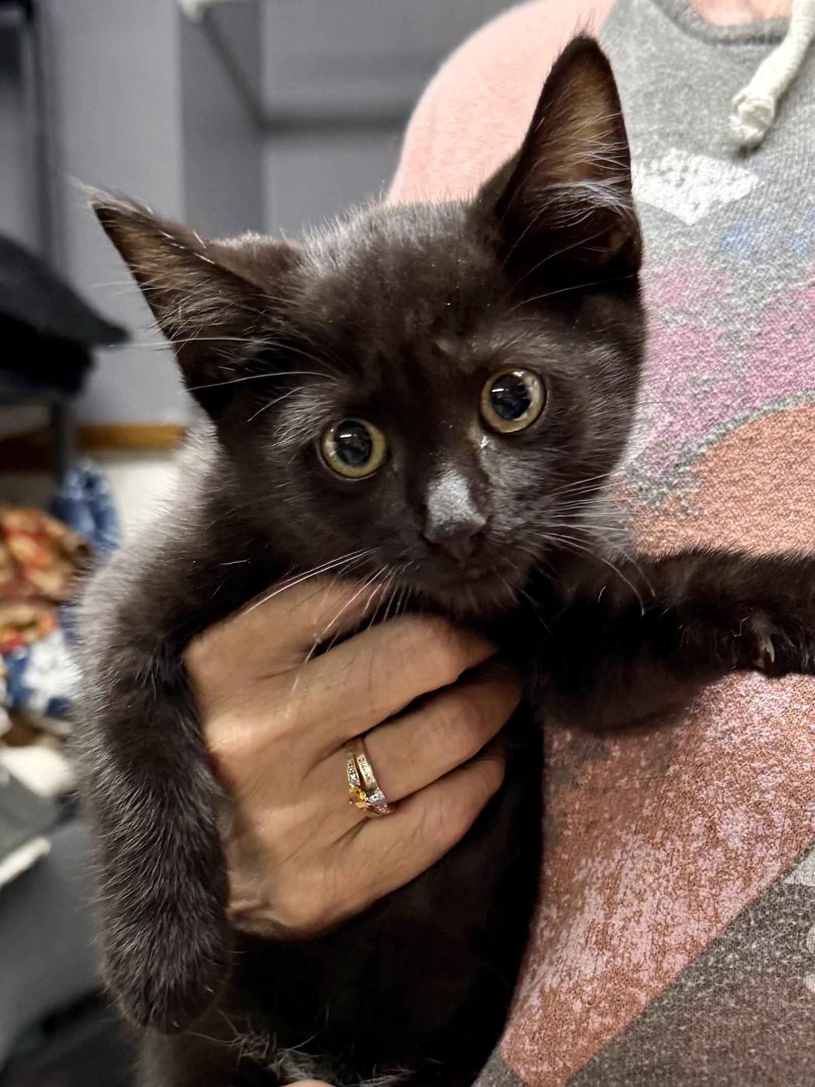 CAT - Remy, Adoptable, Kitten Male Domestic Short Hair.