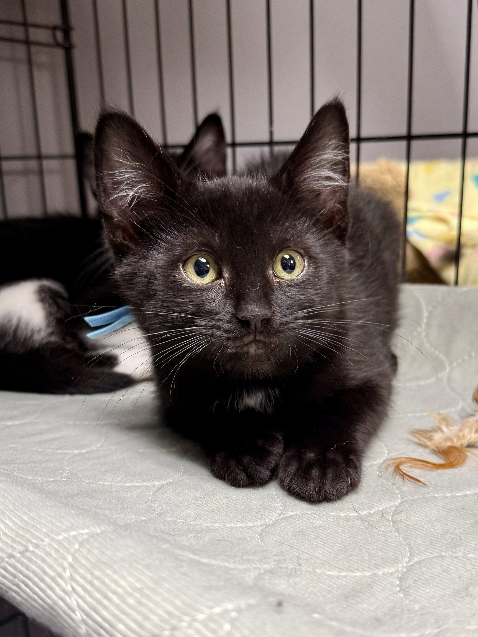 Enlarge CAT - Remy, a Adoptable Domestic Short Hair in GILBERTS, IL image 2/3