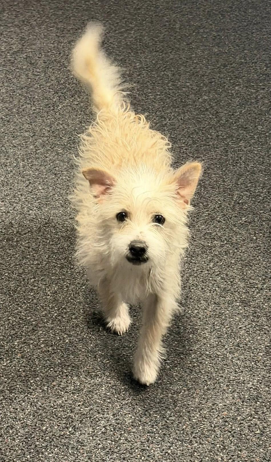 Ben, ADOPTABLE, Adult Male Terrier.