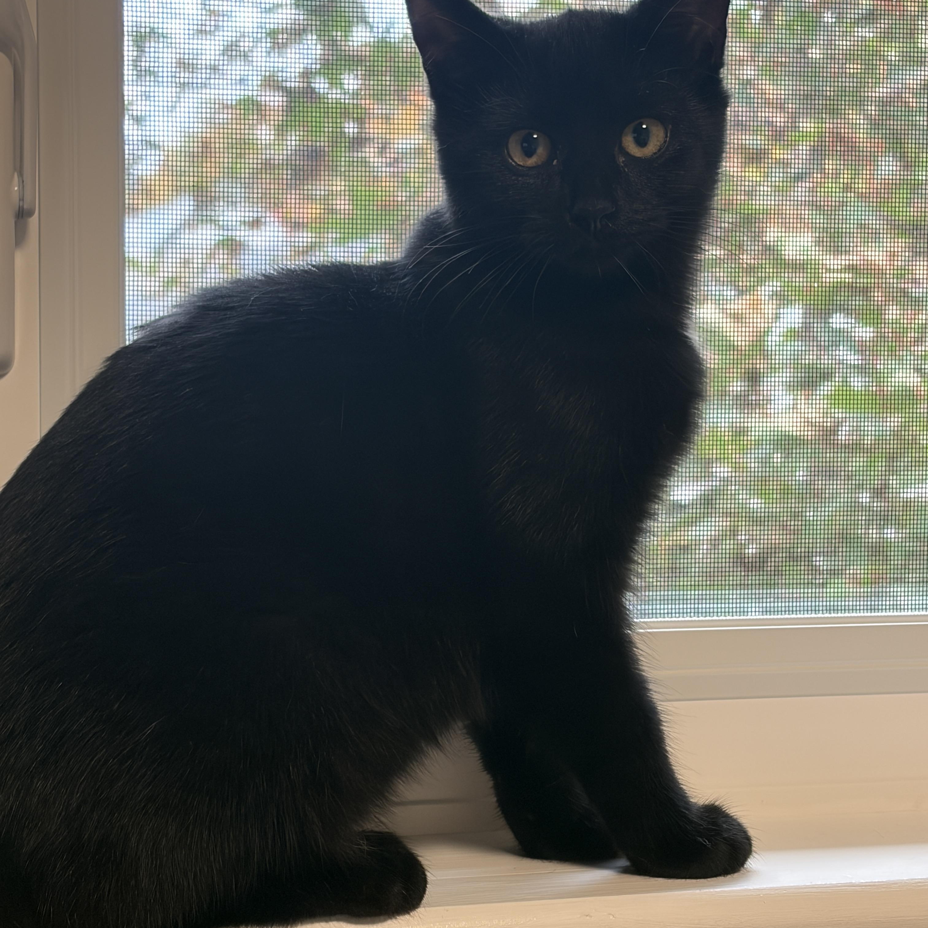 Sabrina, Adoptable, Kitten Female Domestic Short Hair.