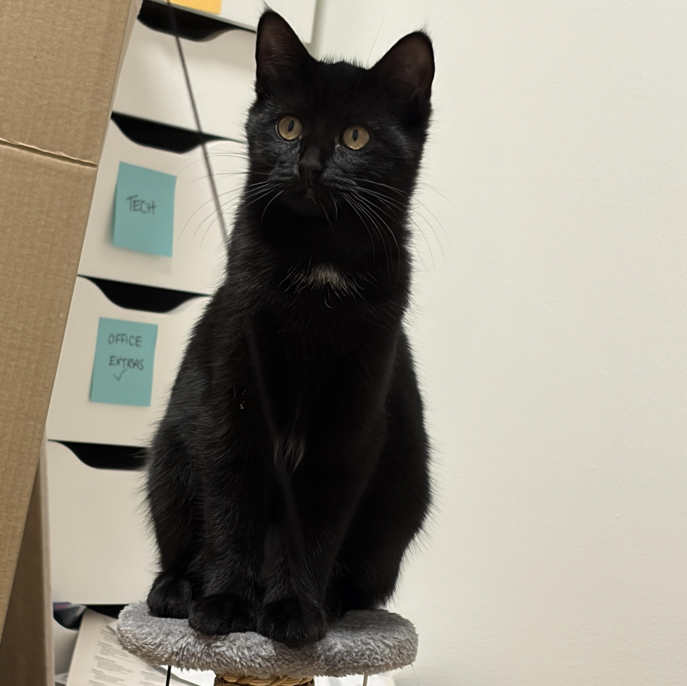 Enlarge Sabrina, a Adoptable Domestic Short Hair in Ottawa, ON image 2/2