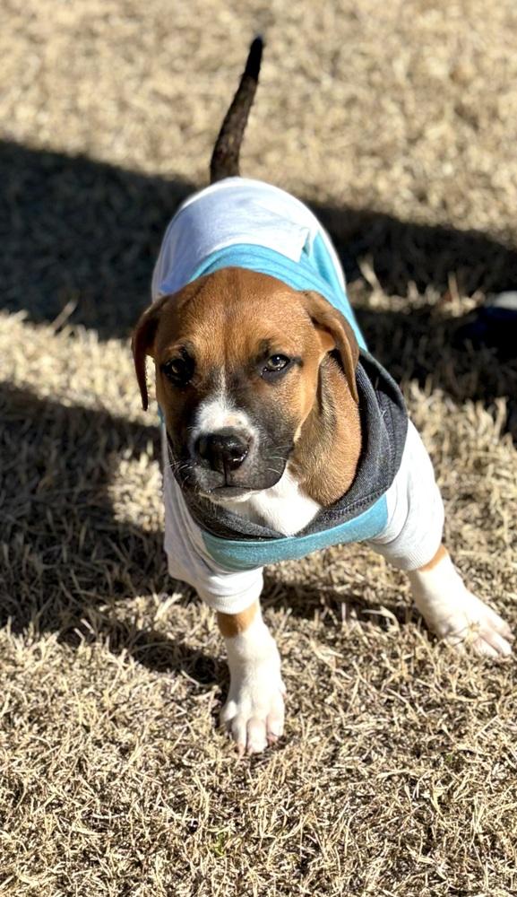 Lester, Adoptable, Puppy Male Shepherd & Mixed Breed.