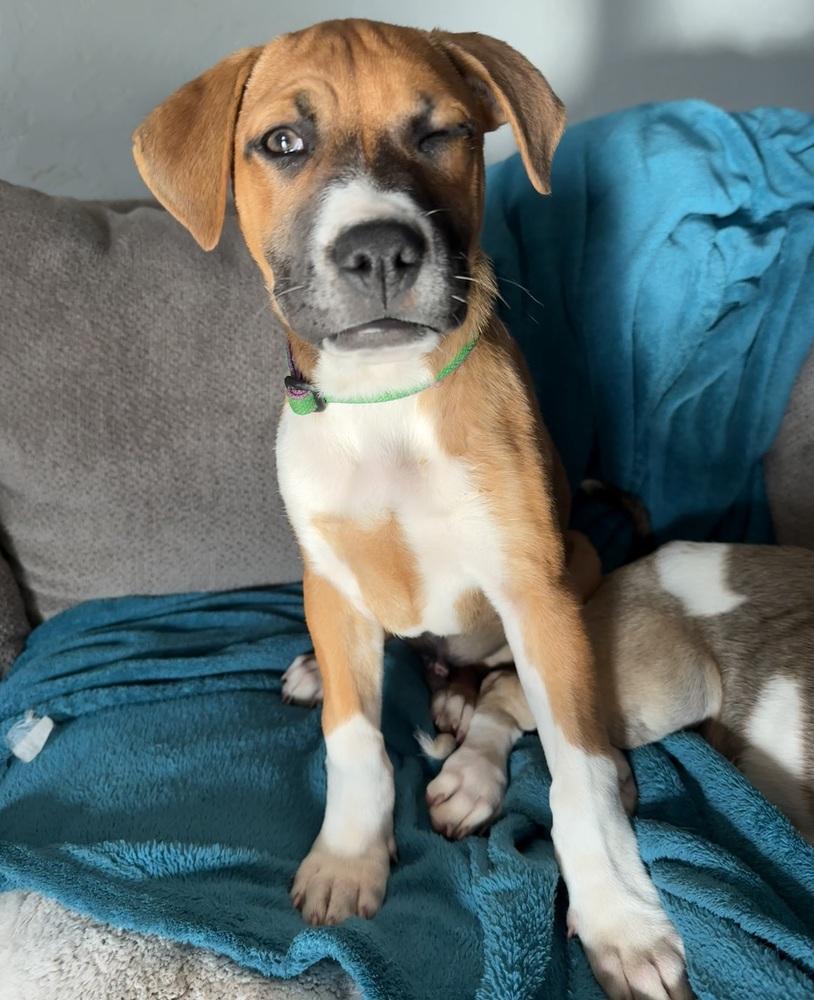 Lester, Adoptable, Puppy Male Shepherd & Mixed Breed.