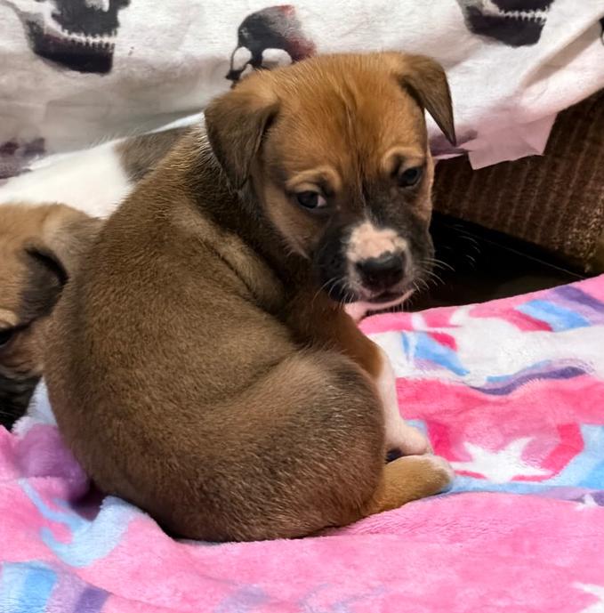 Enlarge Lester, a Adoptable mixed breed in Warr Acres, OK image 2/6