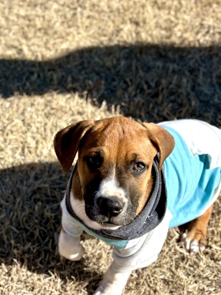 Enlarge Lester, a Adoptable mixed breed in Warr Acres, OK image 3/6