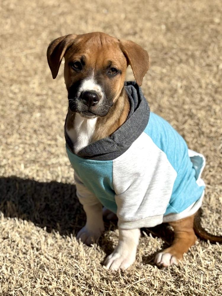 Enlarge Lester, a Adoptable mixed breed in Warr Acres, OK image 5/6