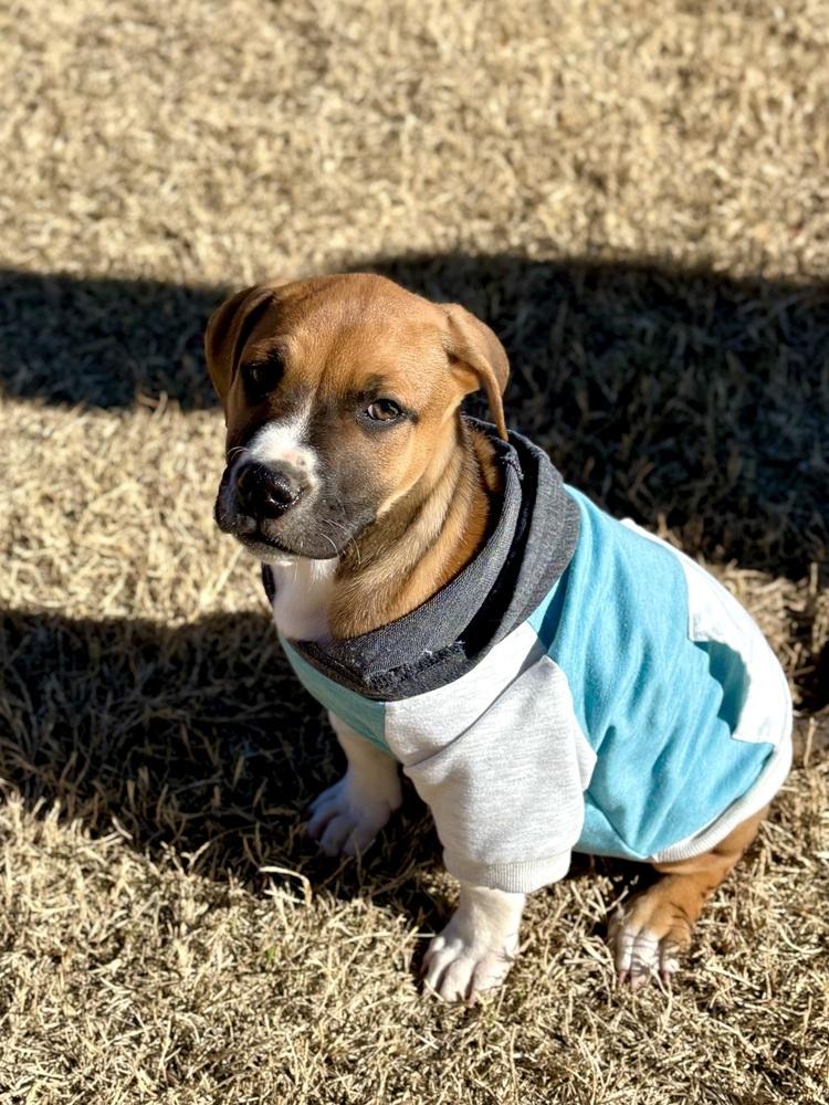 Enlarge Lester, a Adoptable mixed breed in Warr Acres, OK image 6/6