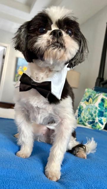 Bam Bam, an adopted Shih Tzu in Williamsburg, VA image 5/6