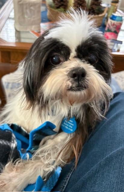 Bam Bam, an adopted Shih Tzu in Williamsburg, VA image 3/6