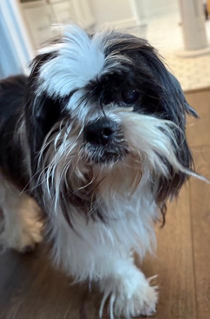 Bam Bam, an adopted Shih Tzu in Williamsburg, VA image 6/6