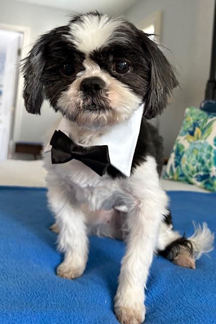 Bam Bam, an adopted Shih Tzu in Williamsburg, VA image 1/6