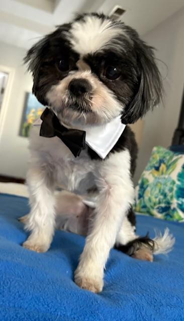 Bam Bam, an adopted Shih Tzu in Williamsburg, VA image 2/6