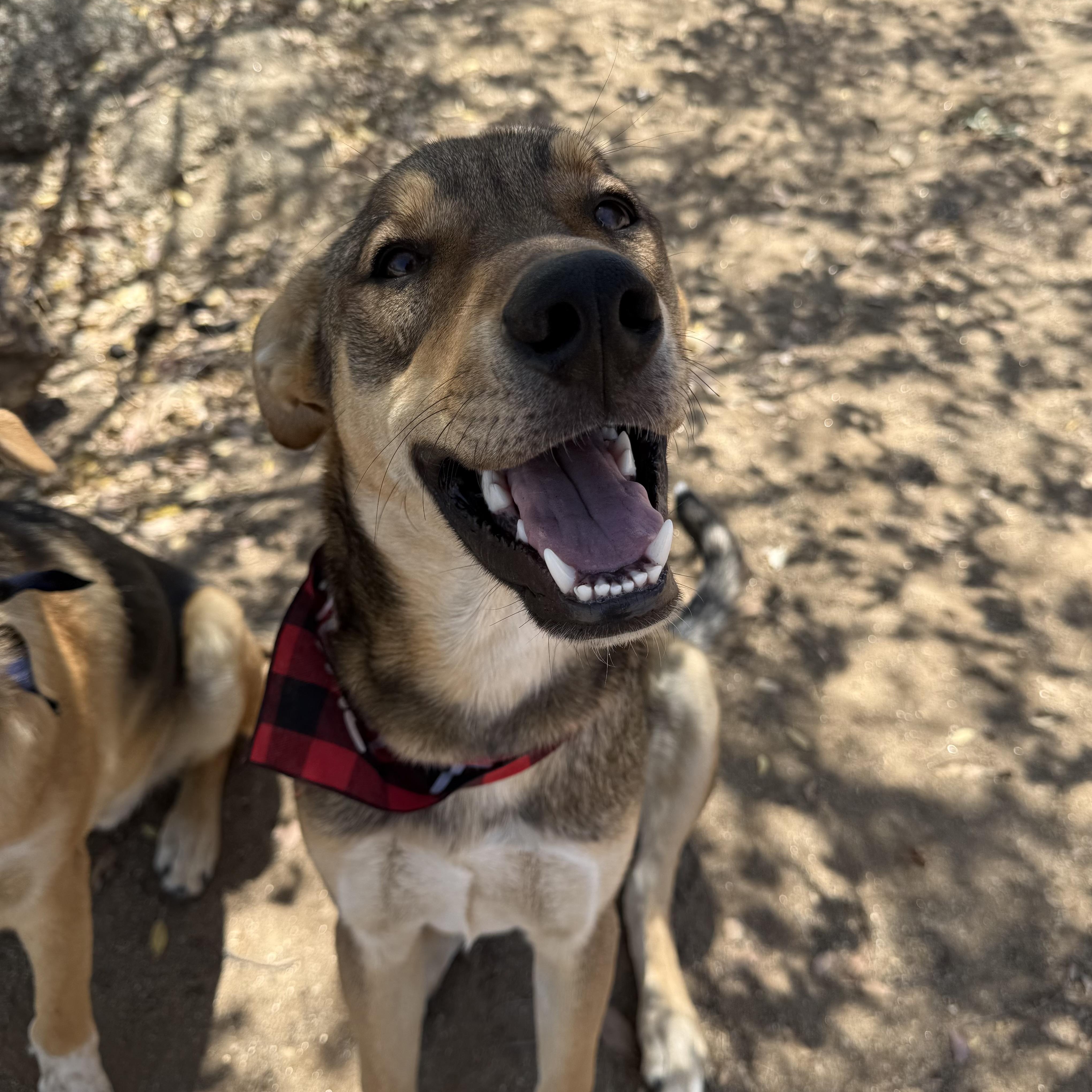 Enlarge Garth, a Adoptable mixed breed in MURRIETA, CA image 3/4