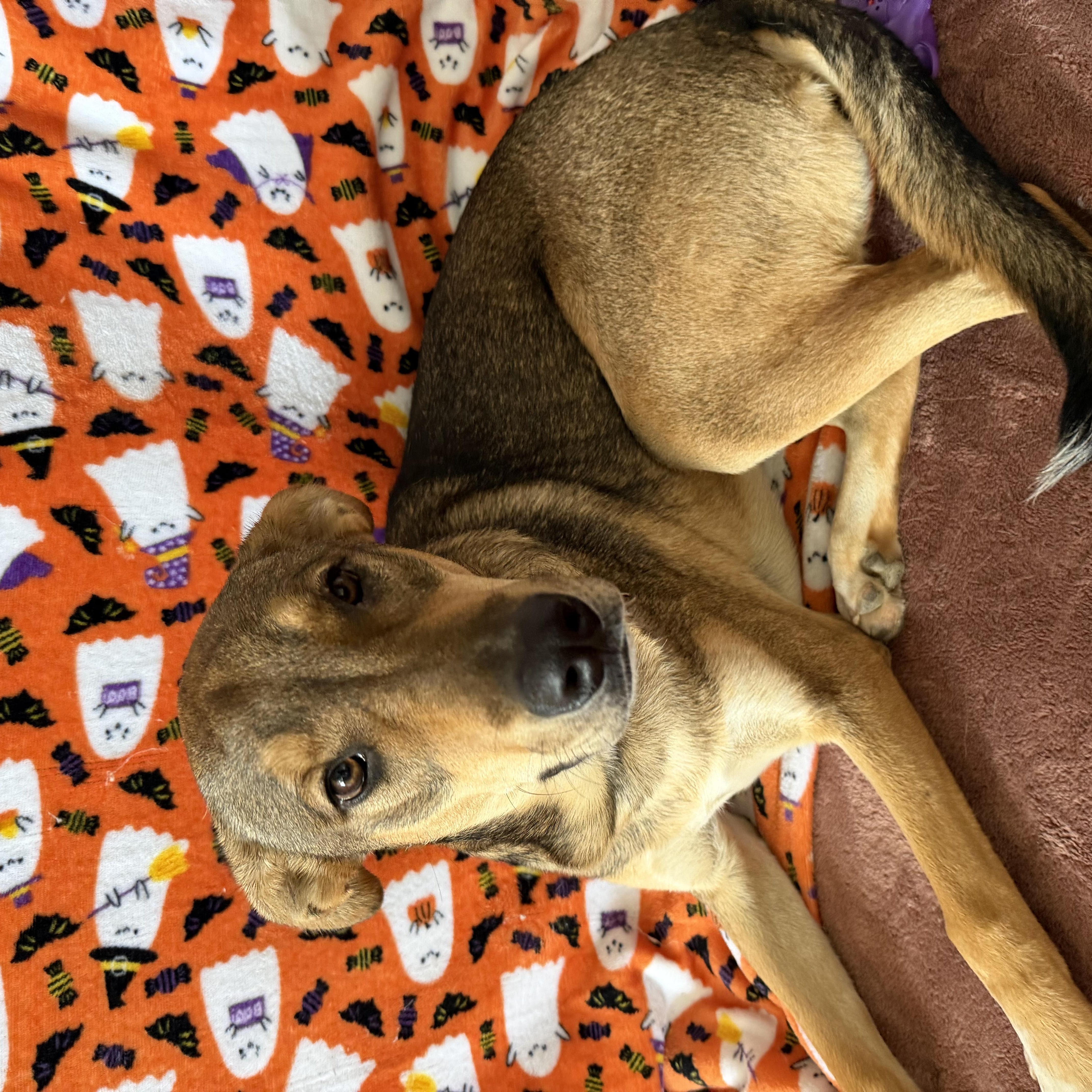 Enlarge Garth, a Adoptable mixed breed in MURRIETA, CA image 4/4