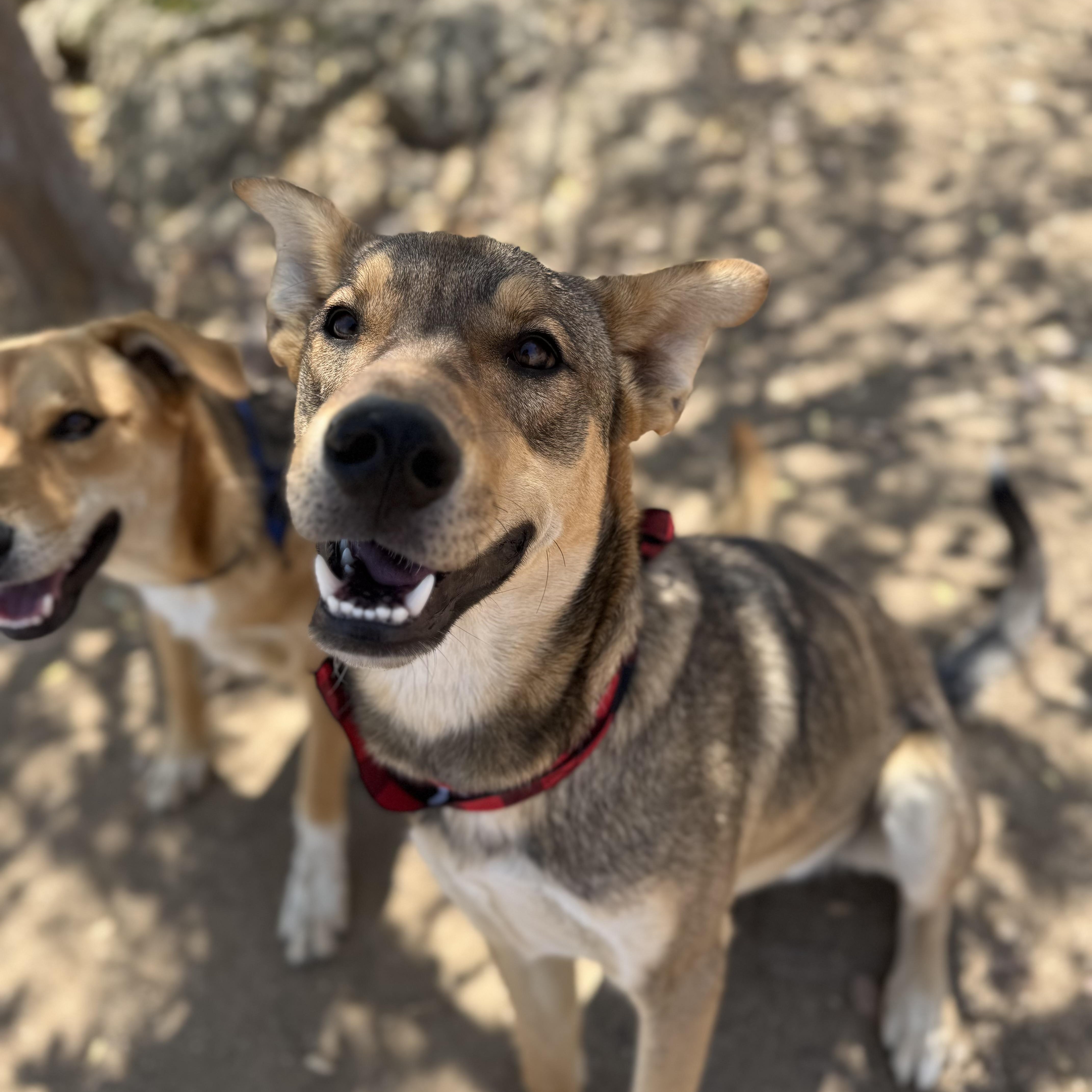 Enlarge Garth, a Adoptable mixed breed in MURRIETA, CA image 2/4