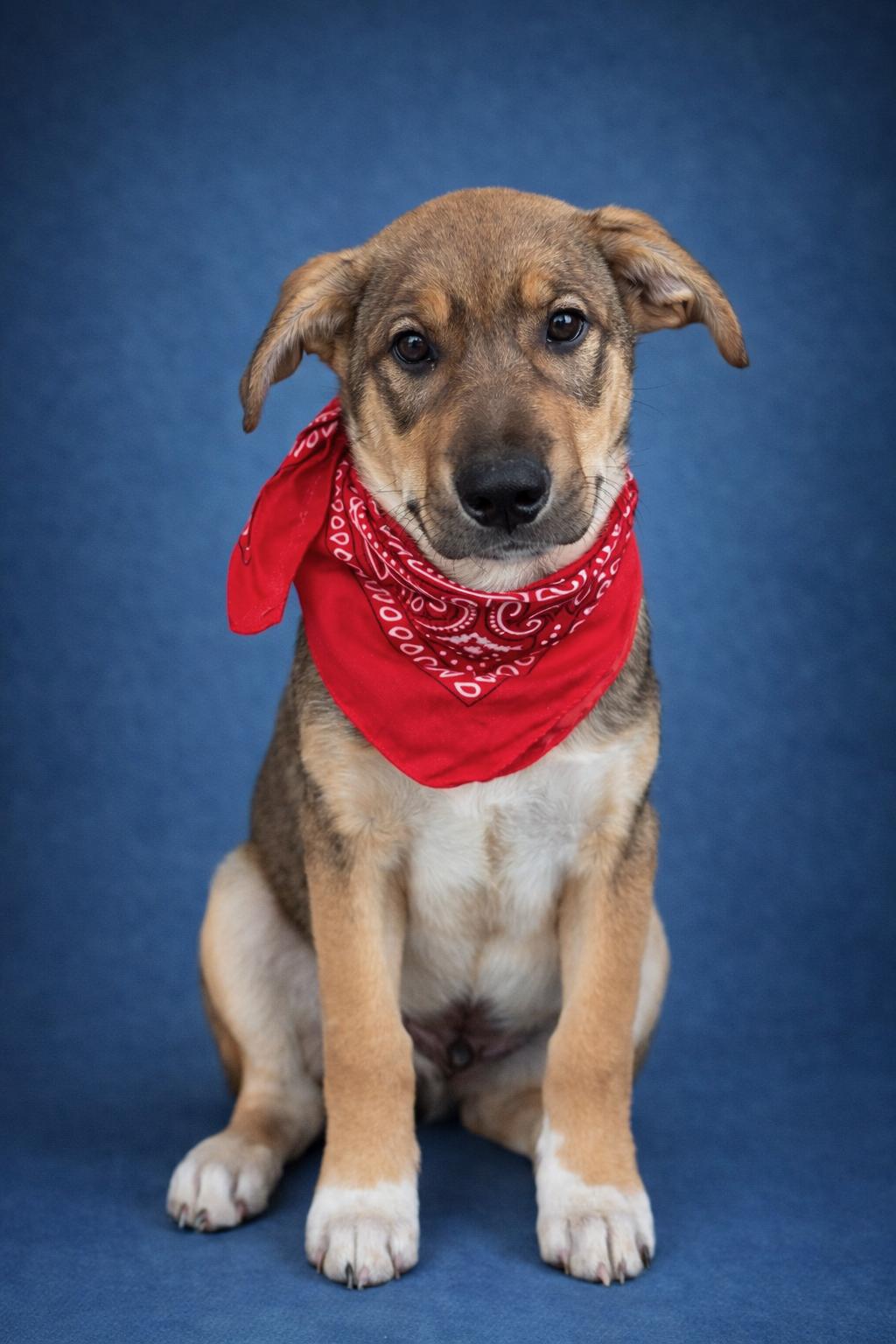 Garth, ADOPTABLE, Puppy Male German Shepherd Dog.