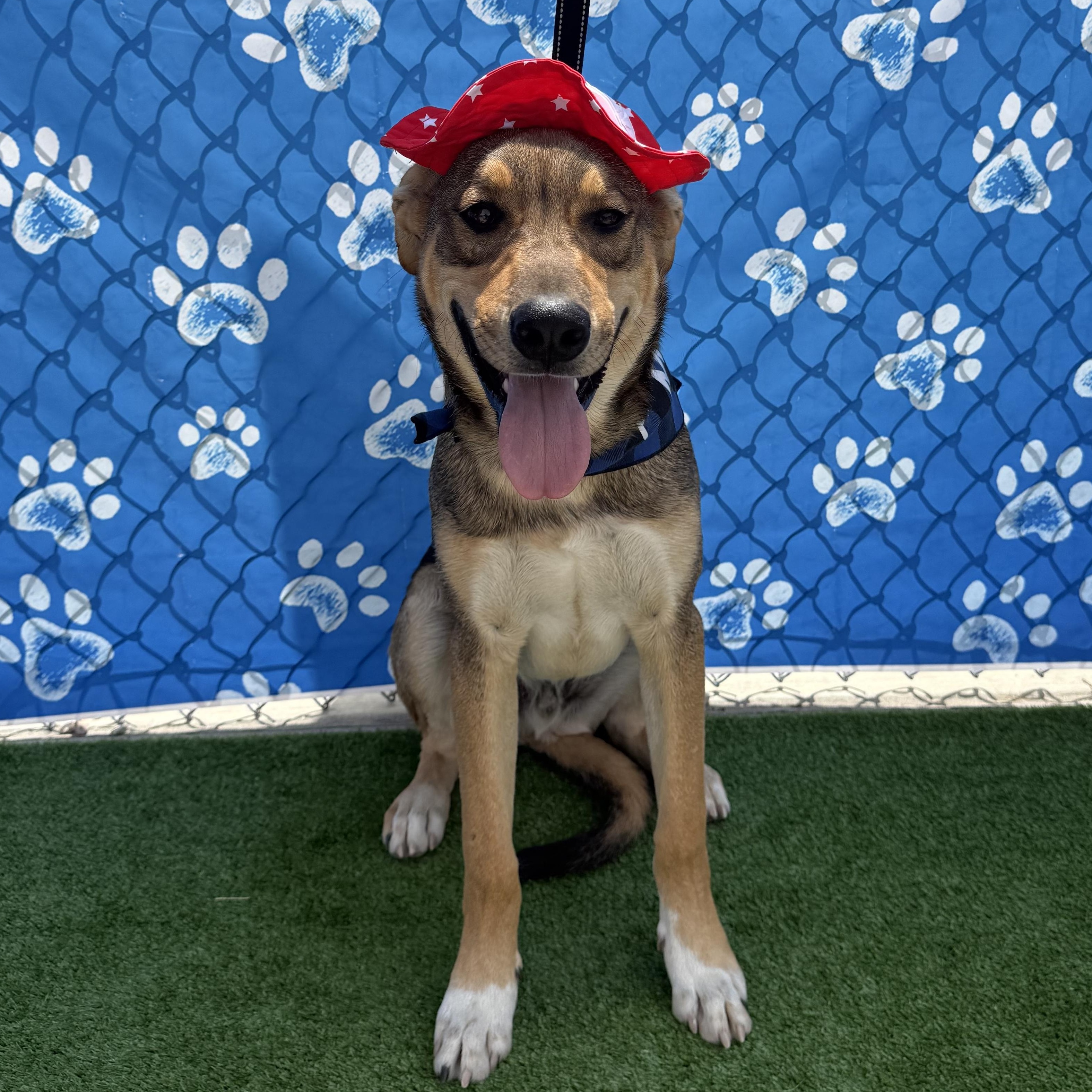 Garth, Adoptable, Puppy Male German Shepherd Dog.