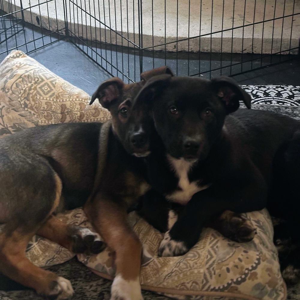 Indiana Bones, a Adoptable mixed breed in Reynoldsburg, OH image 1/5