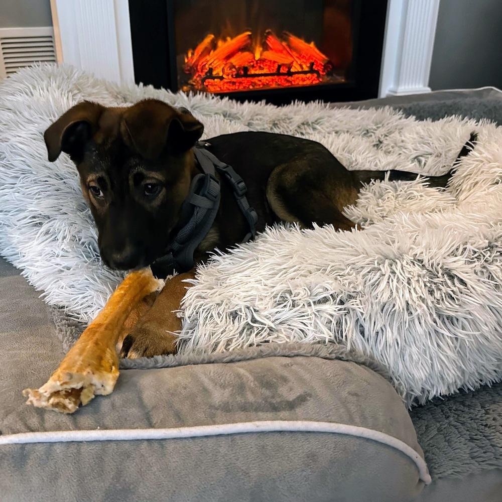 Indiana Bones, a Adoptable mixed breed in Reynoldsburg, OH image 2/5