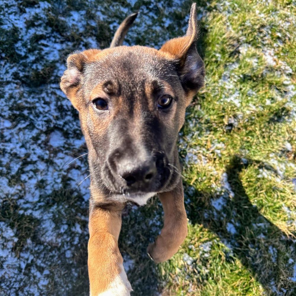Indiana Bones, a Adoptable mixed breed in Reynoldsburg, OH image 3/5