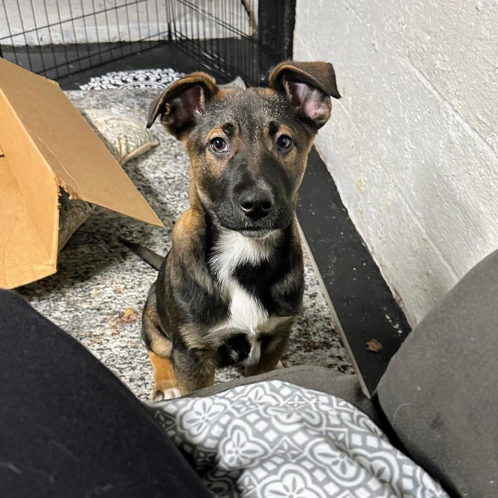 Indiana Bones thumbnail 5