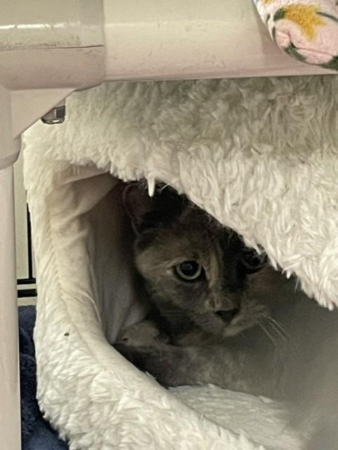 Enlarge Ruby, a Adopted Domestic Short Hair in Attleboro, MA image 1/1