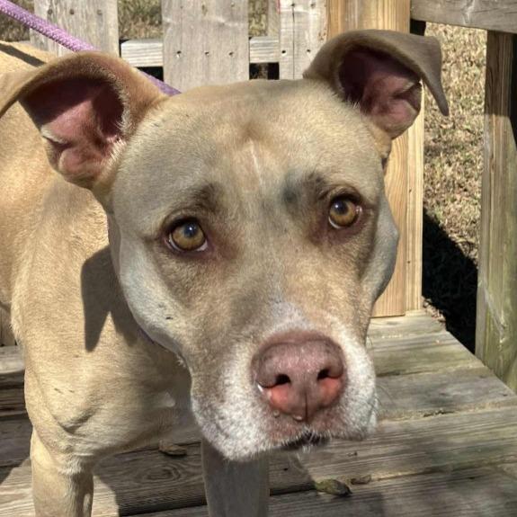 Jennifer, Adoptable, Young Female Mixed Breed.