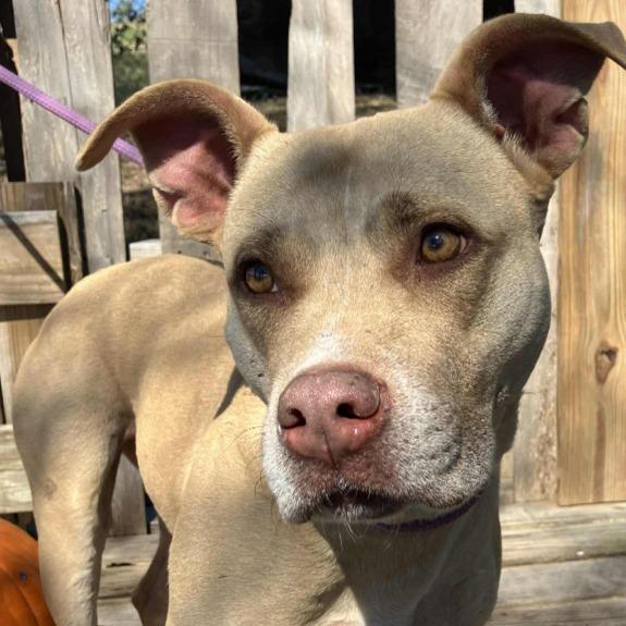 Jennifer, a Adoptable Mixed Breed in Pulaski, TN image 2/3