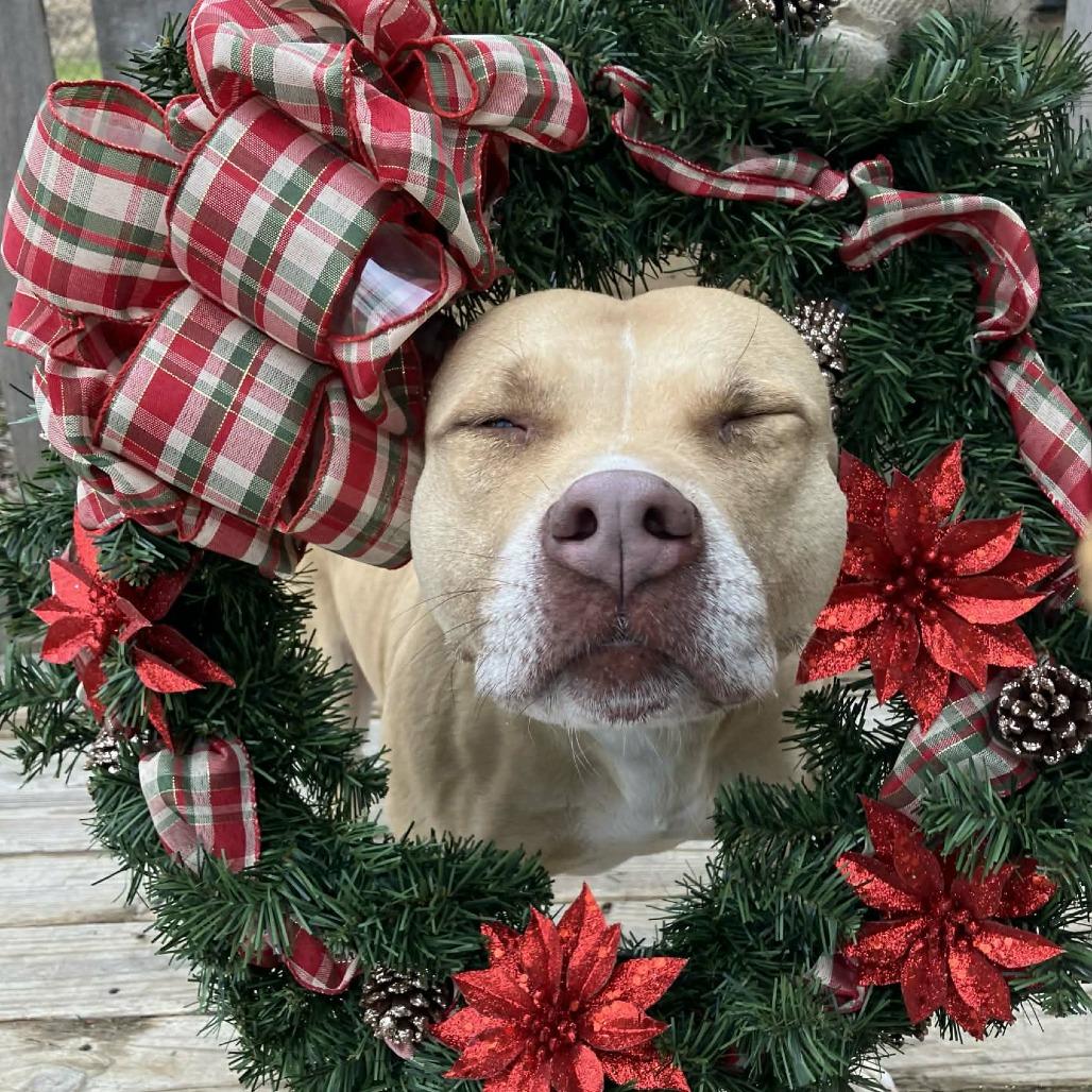 Jennifer, a Adoptable Mixed Breed in Pulaski, TN image 3/3