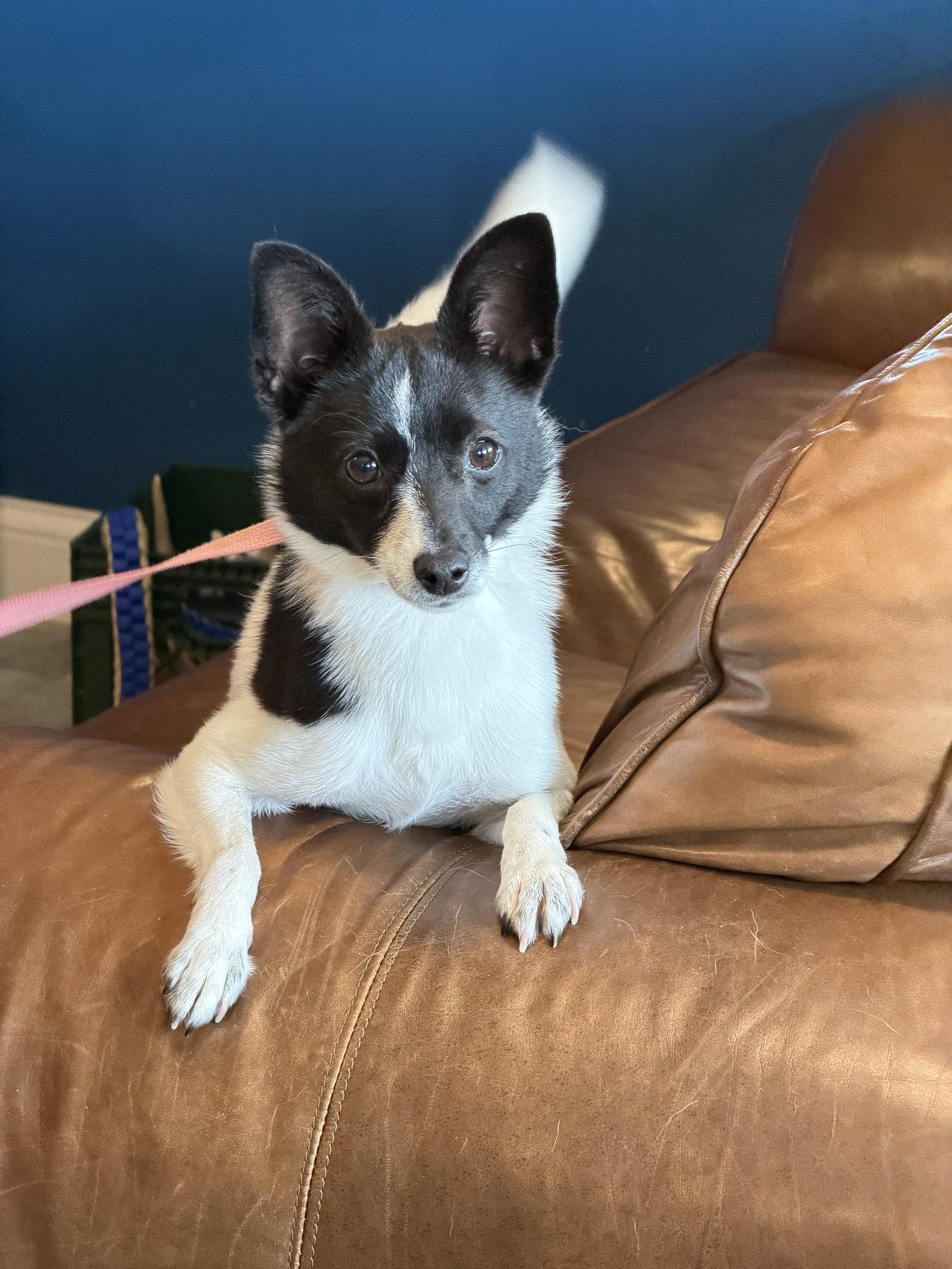Mindi, Adopted, Young Female Chihuahua & Rat Terrier.