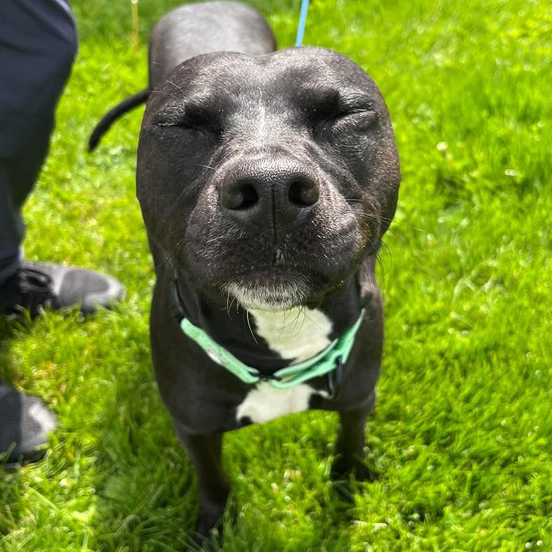 Rosie, an adopted mixed breed in Elyria, OH image 3/4