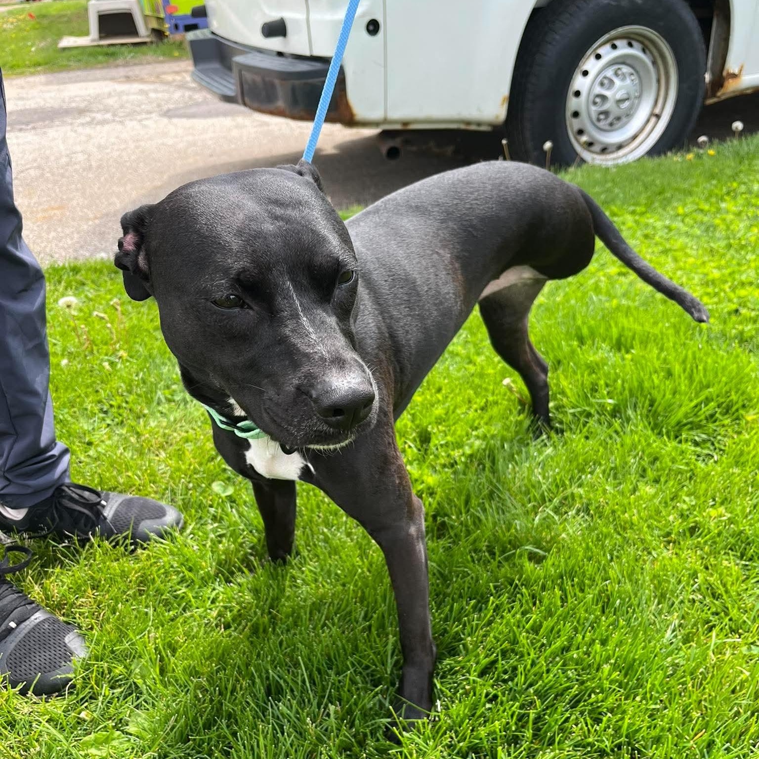 Rosie, an adopted mixed breed in Elyria, OH image 4/4