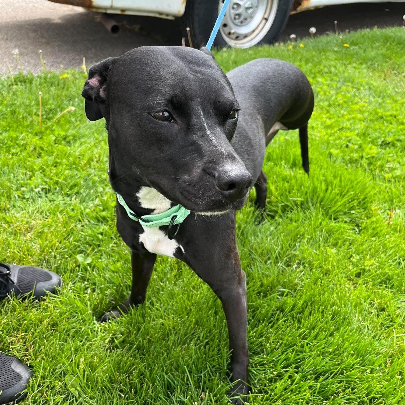 Rosie, an adopted mixed breed in Elyria, OH image 2/4