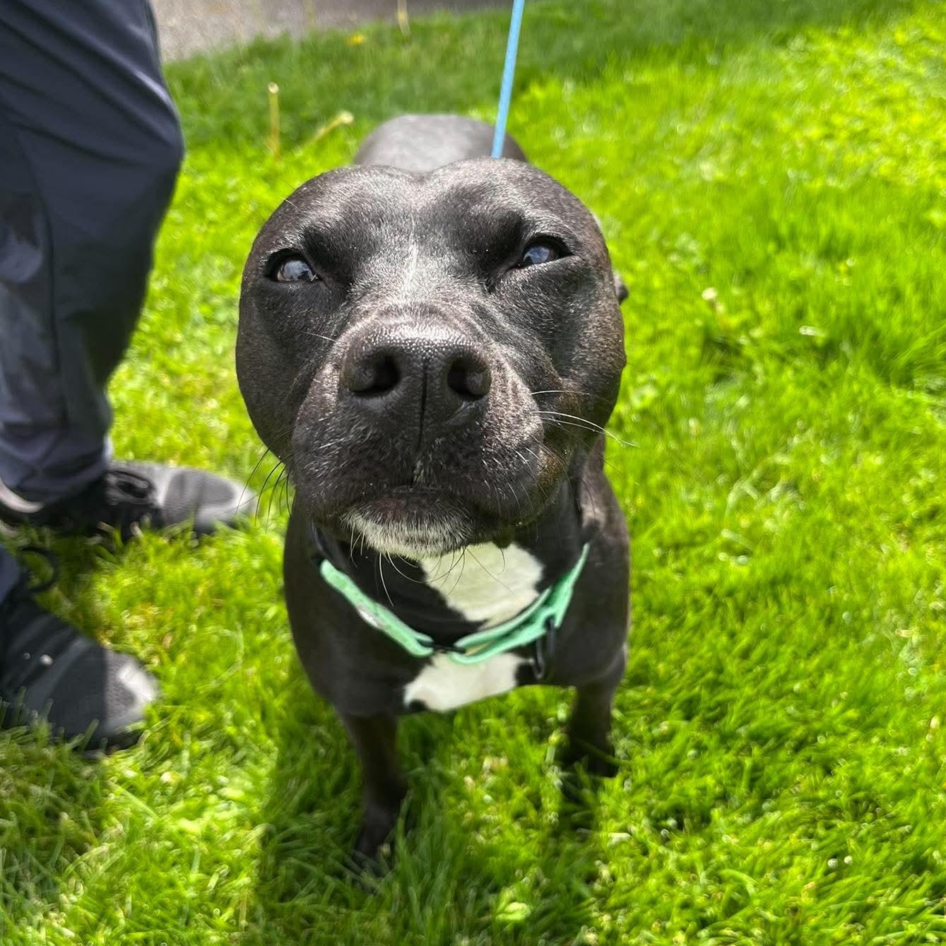 Rosie, an adopted mixed breed in Elyria, OH image 1/4