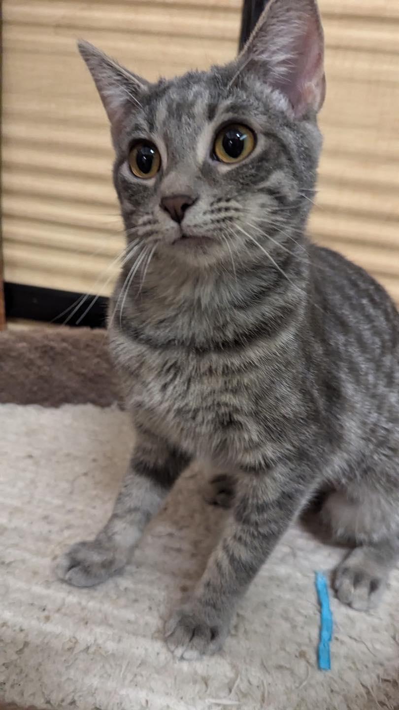 Anna, Baby Female Tabby