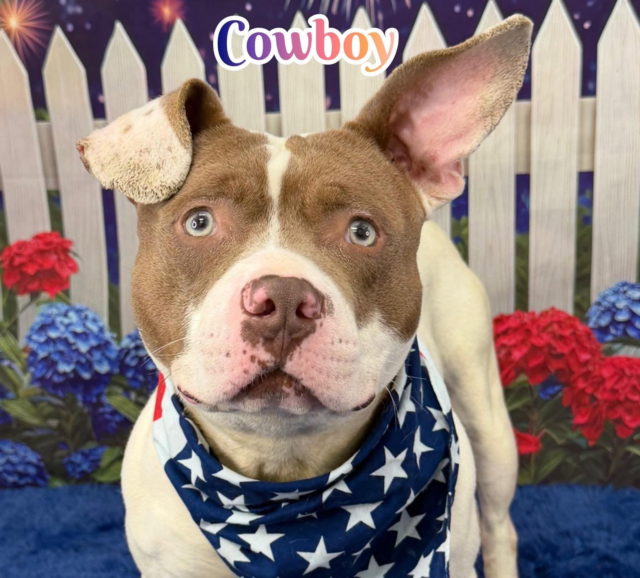 Cowboy, ADOPTABLE, Adult Male Mixed Breed.