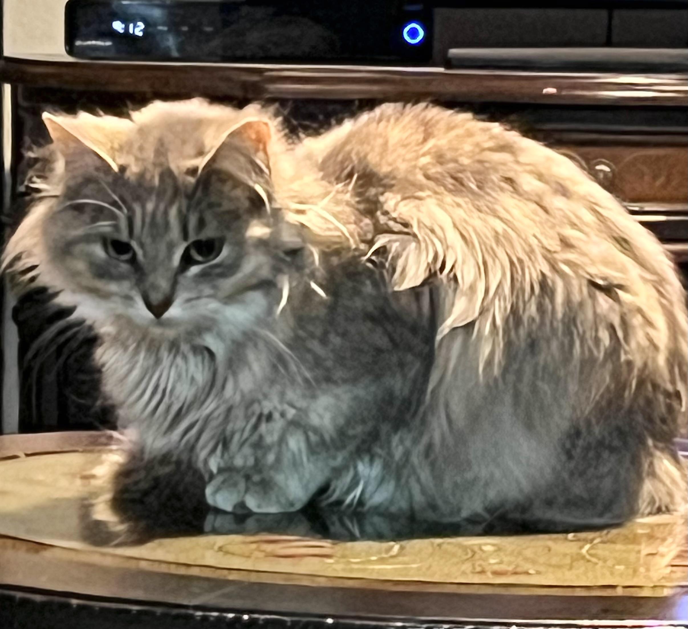 Tulip (bonded with Toby)