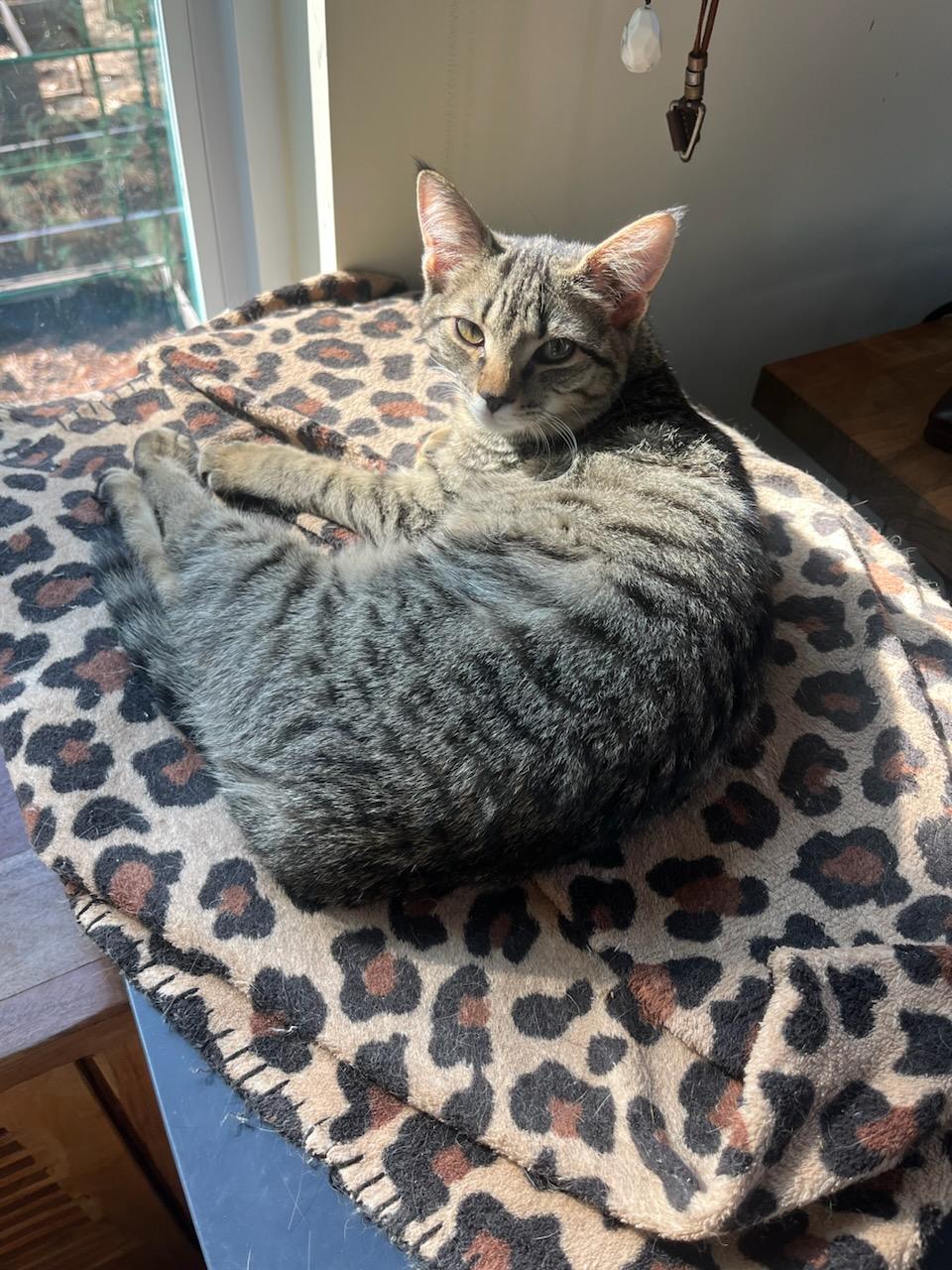 Enlarge Lizzie, a Adoptable Domestic Short Hair in Burgaw, NC image 1/3