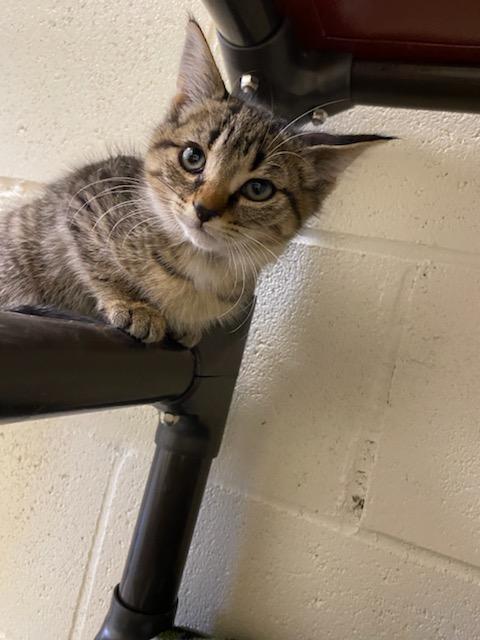 Lizzie, Adoptable, Kitten Female Domestic Short Hair.