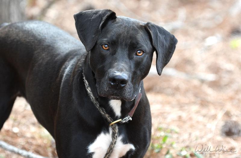 Kratos #22152, ADOPTABLE, Adult Male Black Labrador Retriever.
