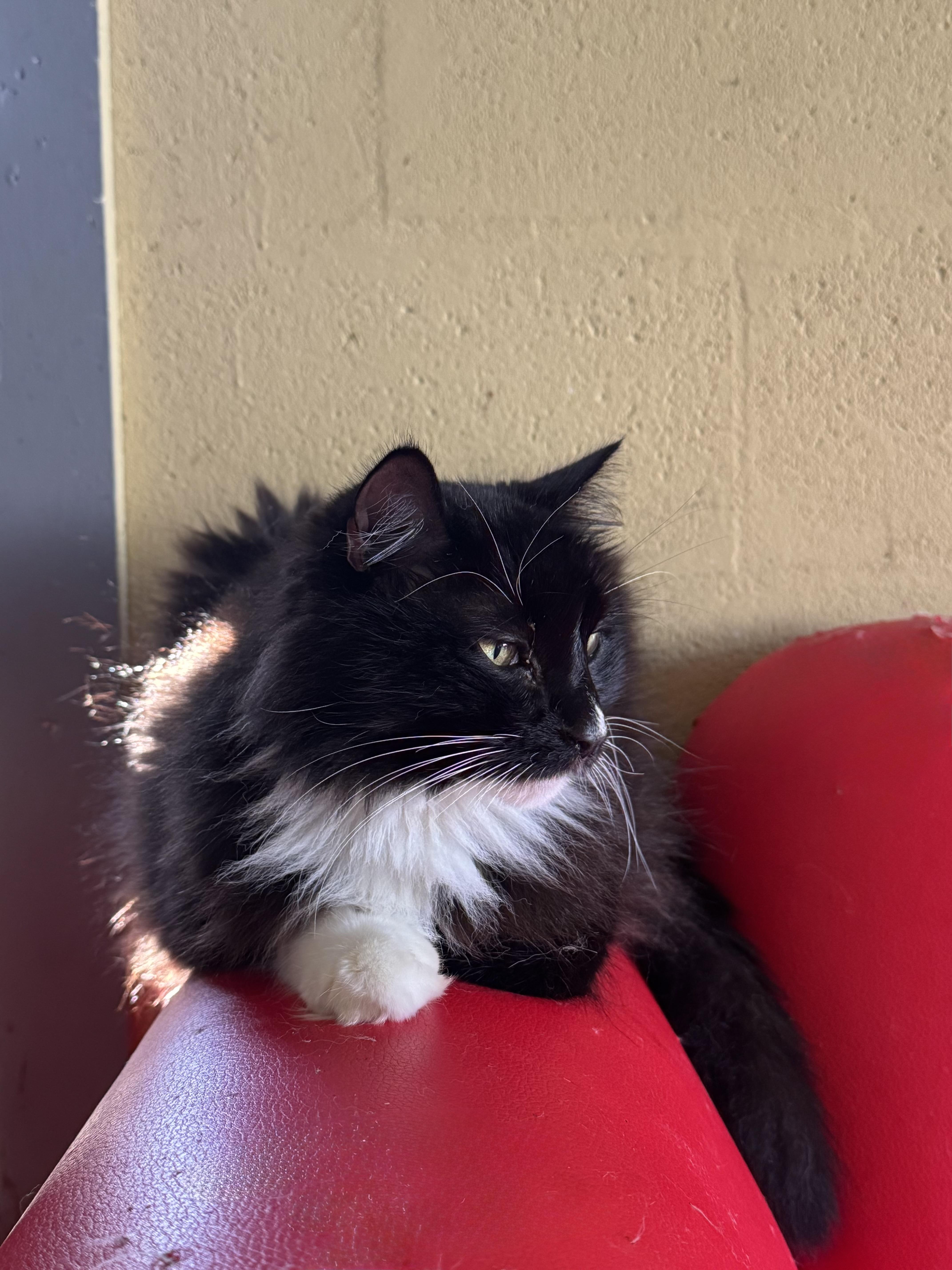 Enlarge Milo, a Adoptable mixed breed in largo, FL image 1/2