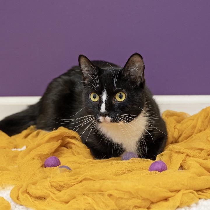 Tamara, Adoptable, Adult Female Domestic Short Hair.