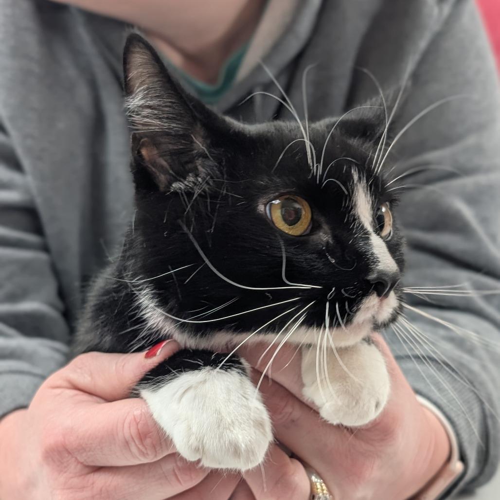 Enlarge Tamara, a Adoptable Domestic Short Hair in Pekin, IL image 2/6