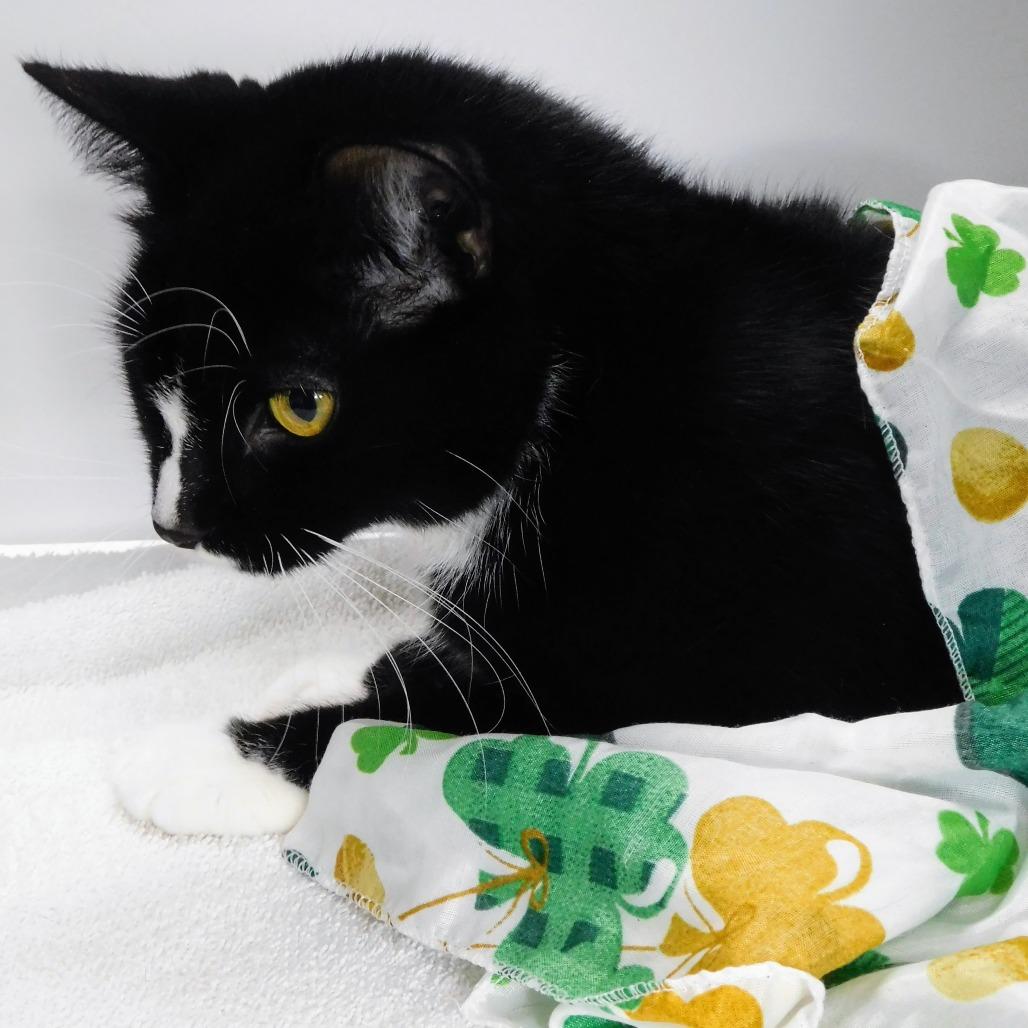 Enlarge Tamara, a Adoptable Domestic Short Hair in Pekin, IL image 3/6