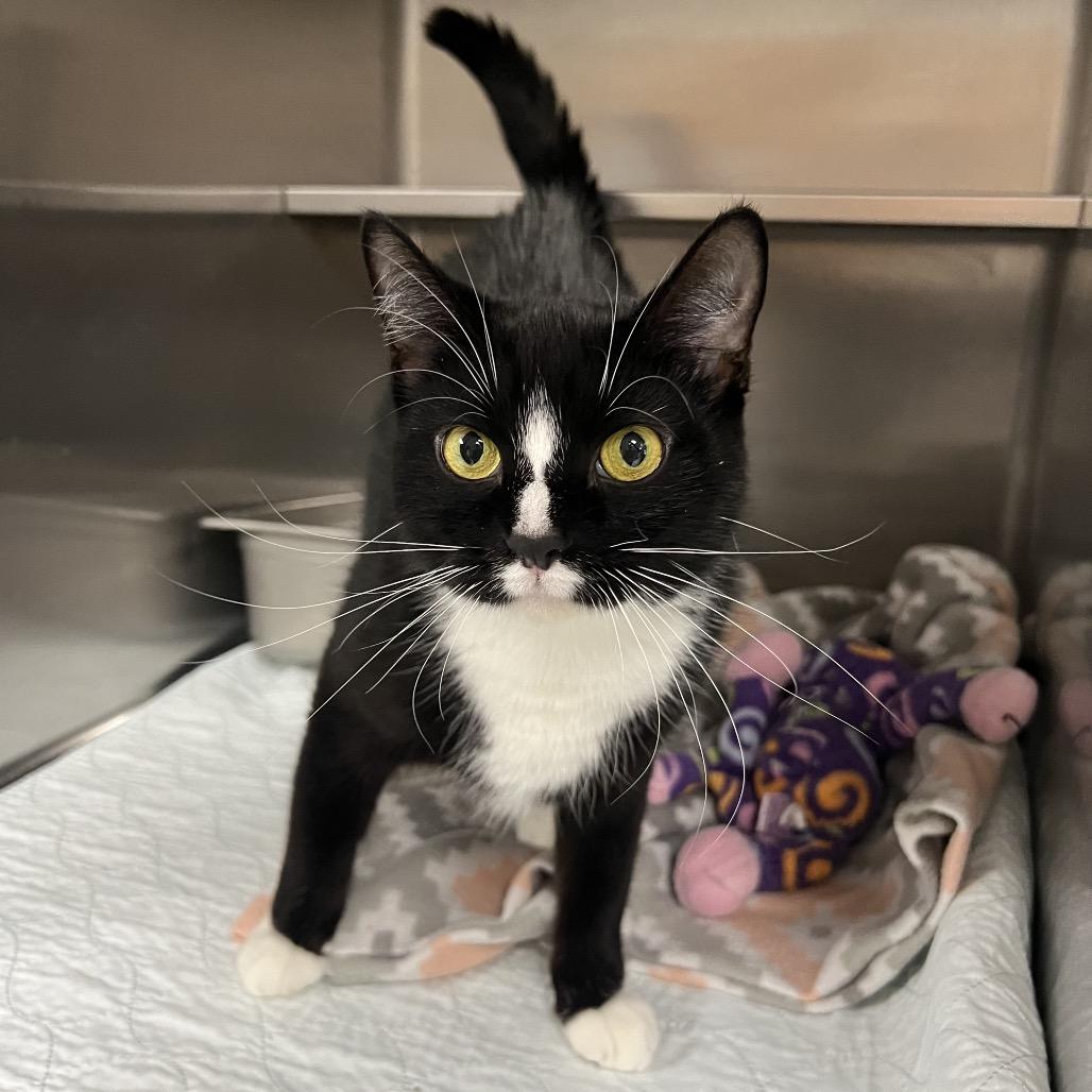 Enlarge Tamara, a Adoptable Domestic Short Hair in Pekin, IL image 4/6