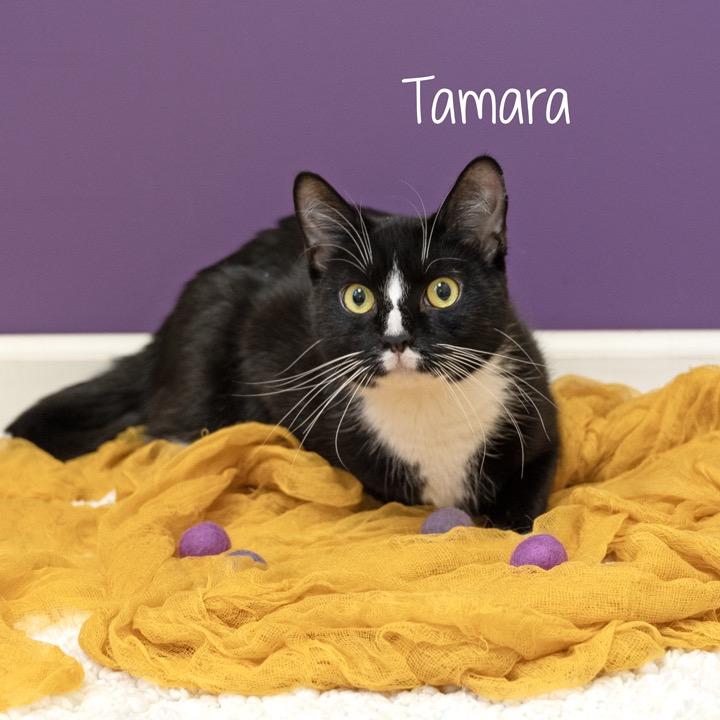 Enlarge Tamara, a Adoptable Domestic Short Hair in Pekin, IL image 5/6