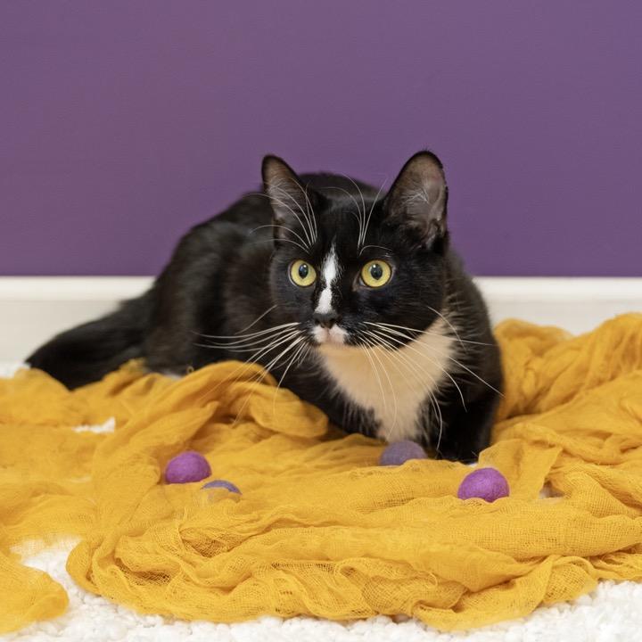 Enlarge Tamara, a Adoptable Domestic Short Hair in Pekin, IL image 6/6